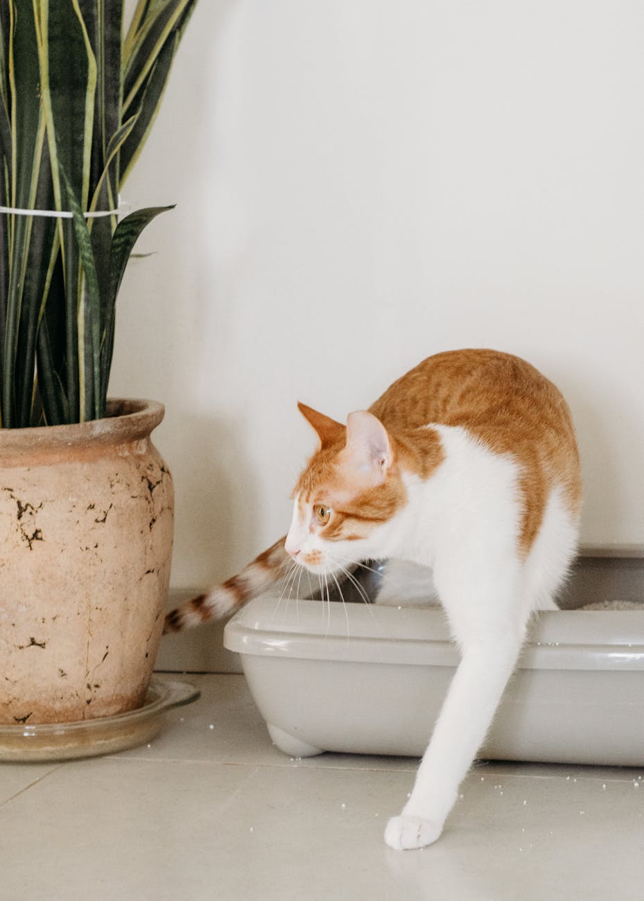 white and orange cat walking out of a litter box